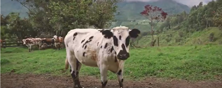 Del campo para la gente