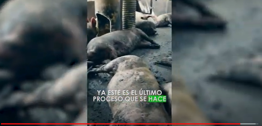 Mejoramiento genético de la cría porcina para familias vulnerables